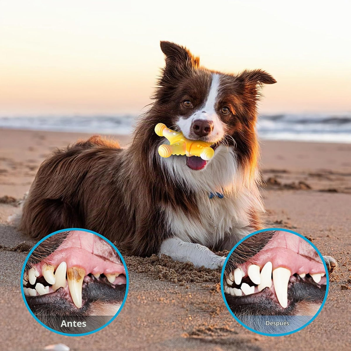 PETSTA Juguetes masticables para perros para masticadores agresivos...