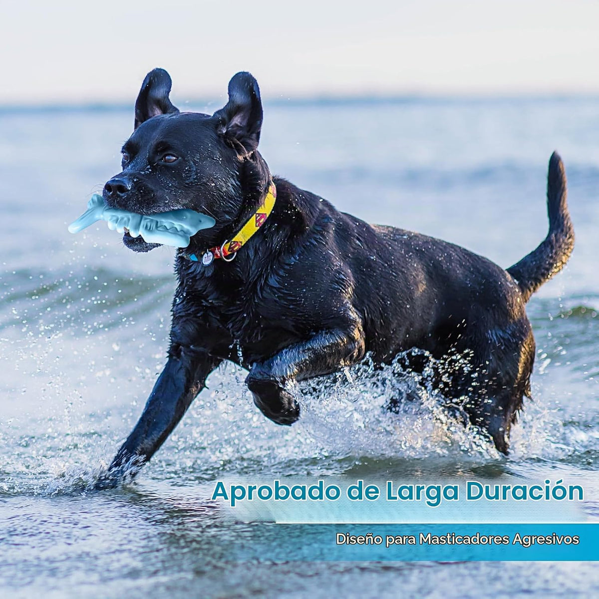 PETSTA Juguetes masticables para perros para masticadores agresivos...
