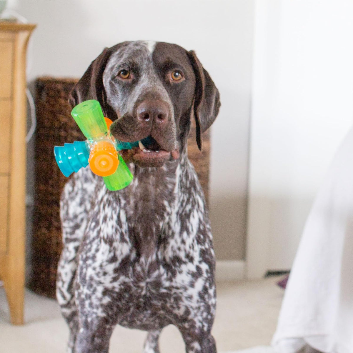 Outward Hound Triple Jack - Juguete interactivo para perro con múlt...