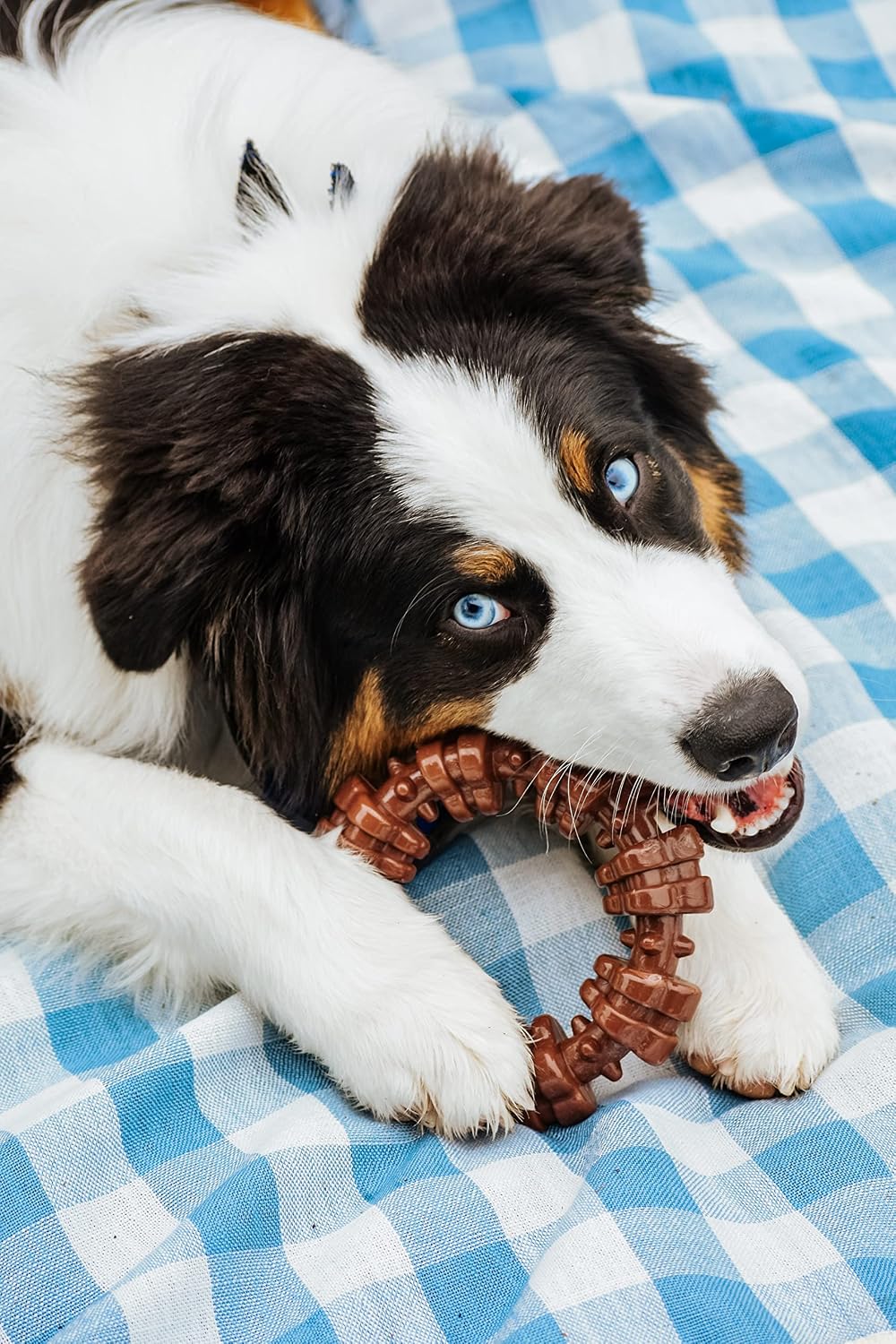 Nylabone - Anillo texturizado para masticar, juguete para perros gr...