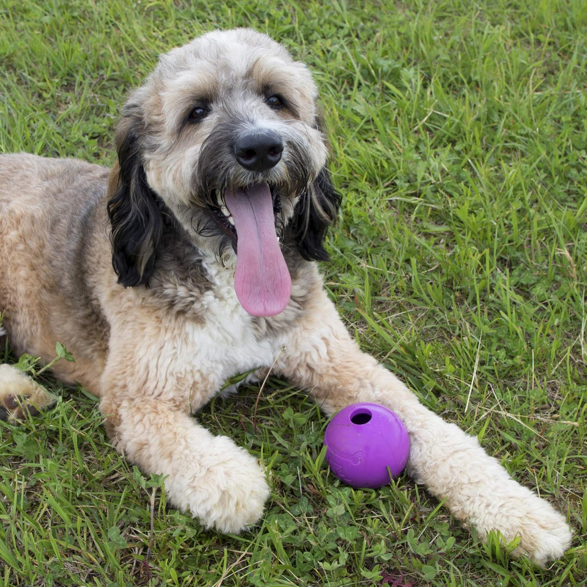 Chew King - Pelotas para lanzar y buscar, juguete de goma natural e...