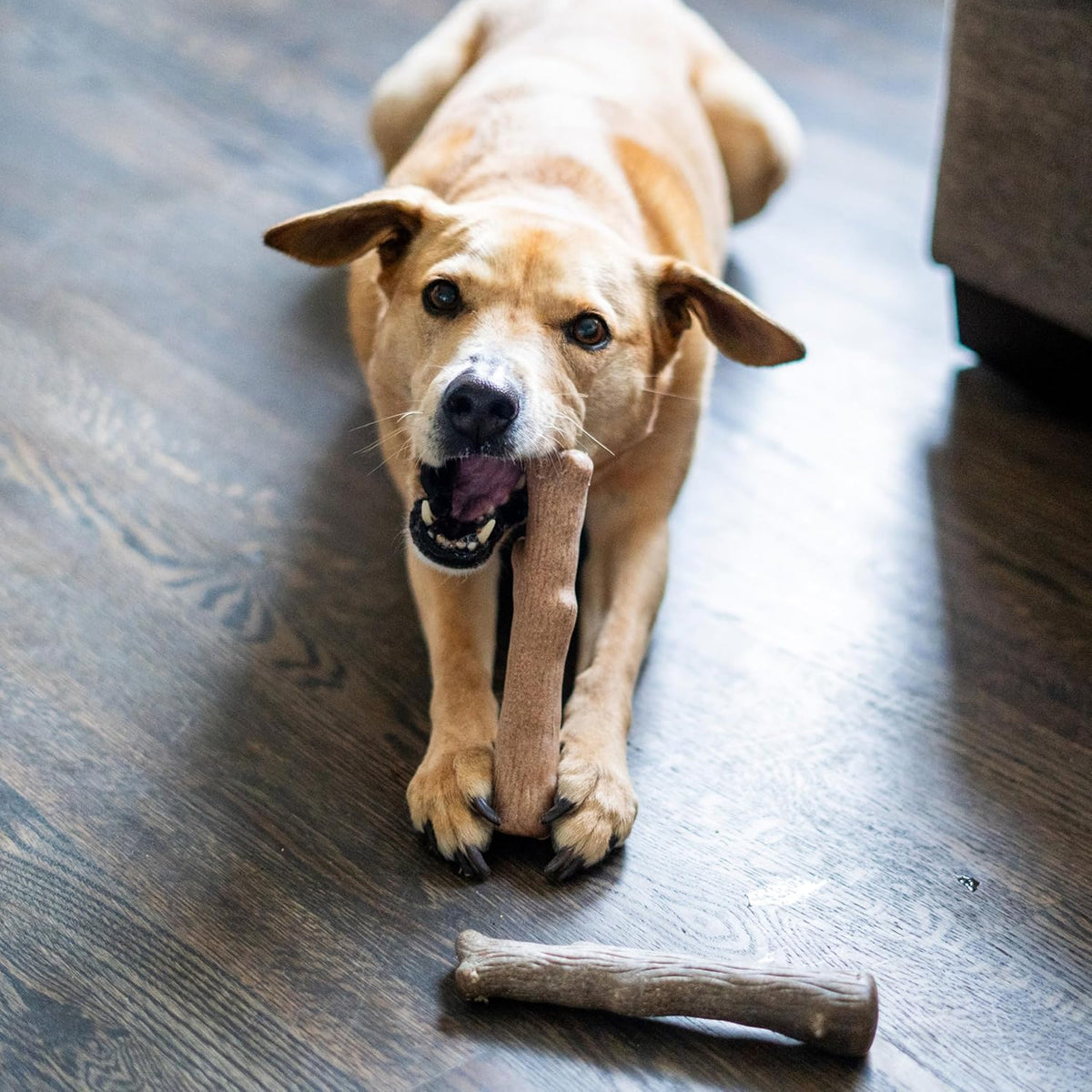Outward Hound Dogwood juguetes para masticar de madera duradera par...