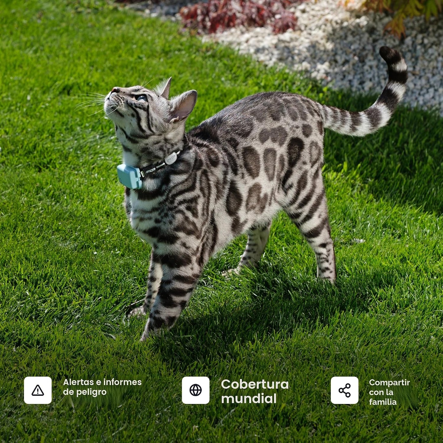 Tractive Rastreador GPS inteligente para gatos | Monitoreo de ubica...