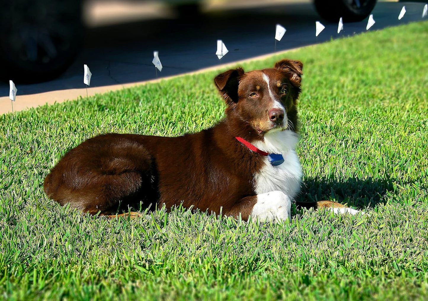 Extreme Dog Fence Active Collar - Receptor complementario para vall...