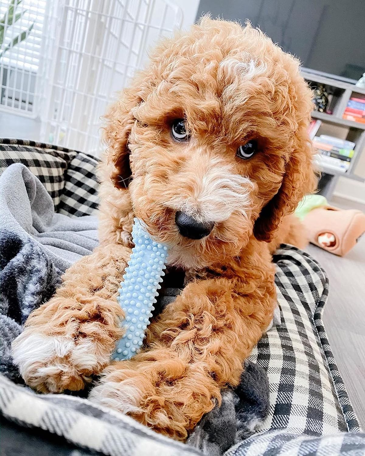 Nylabone Puppy Chew - Hueso de perro con textura azul para dentició...