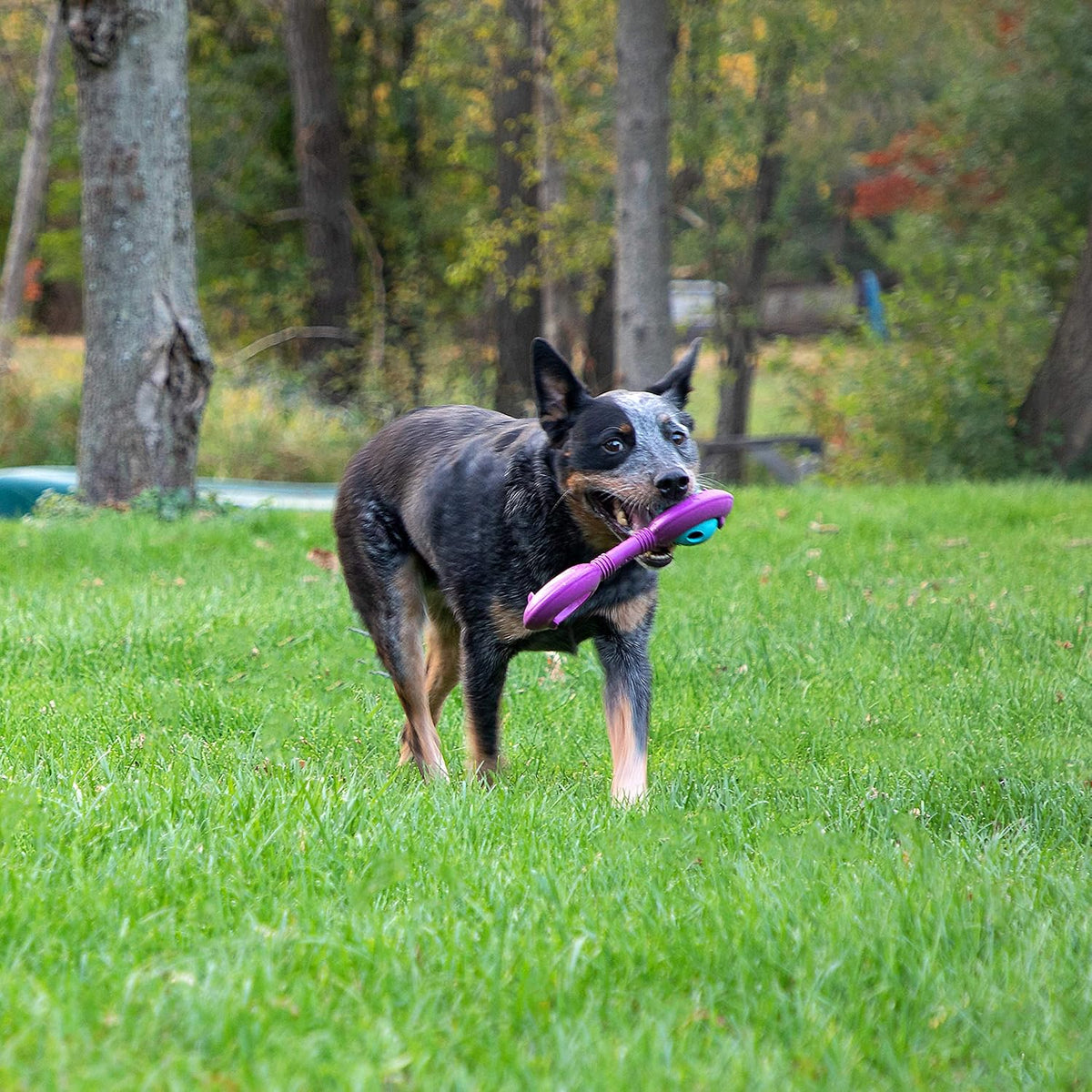 Chew King Juguete Premium para Perros con Premios, Colección de Gom...