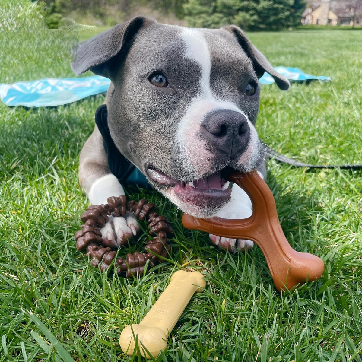 Nylabone Power Chew Customer Favorites - Juguetes masticables para...